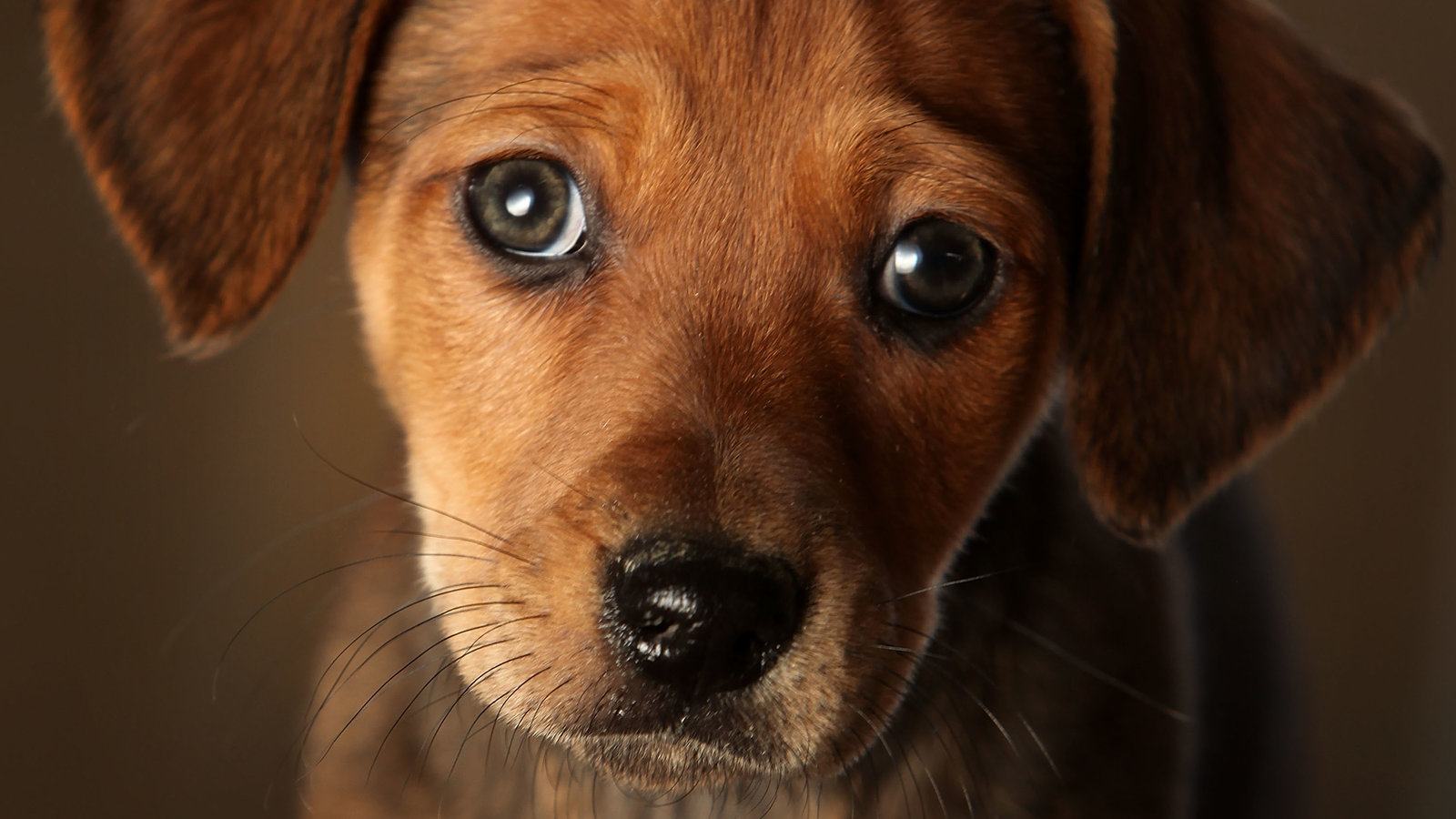 Technology to solve the guilt of leaving your dog at home after lockdown.